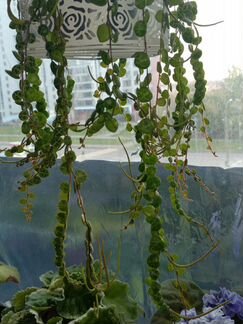 Пеперомия мелколистная