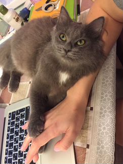 Котёнок
