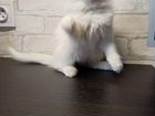 Белый пушистый котенок объявление продам