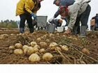 Рабочие на уборку картофеля