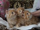 Котята 1,5 месяца от персидской кошки