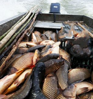 Рыба свежемороженая охлажденая