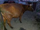 Продаются стельные и дойные коровы объявление продам