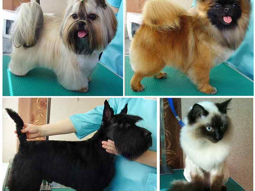 обучиться на стрижку собак.