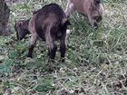 Зааненские козы дойные и молодые и на мясо объявление продам