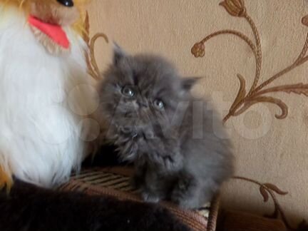 Персы-необыкновенные кошки