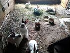 Калифорнийские кролики возраст 4 месяца