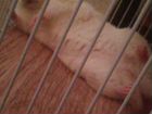 Крыса альбинос объявление продам