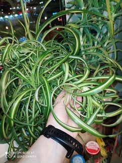 Хлорофитум кудрявый