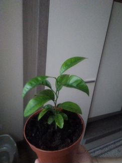 Мандарин