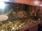 Продам готовый аквариум 450 литров с рыбками объявление продам