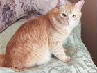 Сибирский котенок рыжий объявление продам