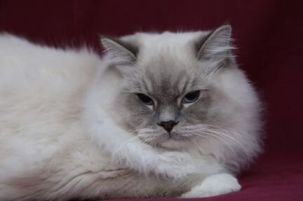 Котик Рэгдолл