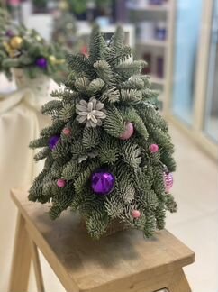 Елка из нобилиса