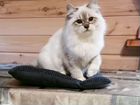 Продается котенок породы Невская Маскарадная объявление продам
