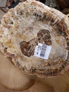 Окаменелое дерево. Мадагаскар